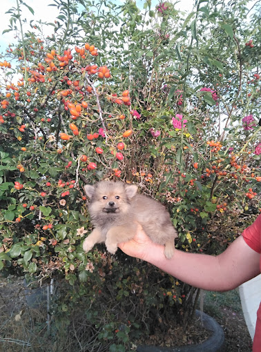 Precio de guardería canina sin jaulas
