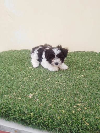 La mejor residencia canina para estancias largas
