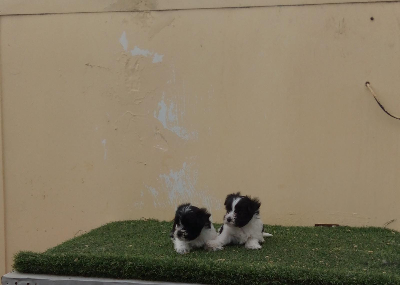 Venta de cachorros de Chihuahua, Pomerania, Yorkshire y Caniche