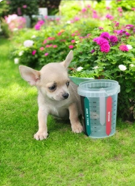 Crianza de perros en Andorra